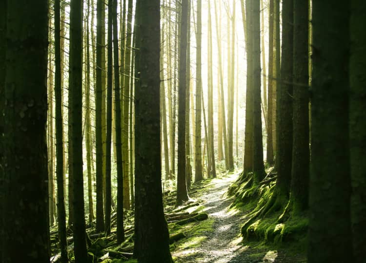 Jasmin Paris To Race Barkley Marathons