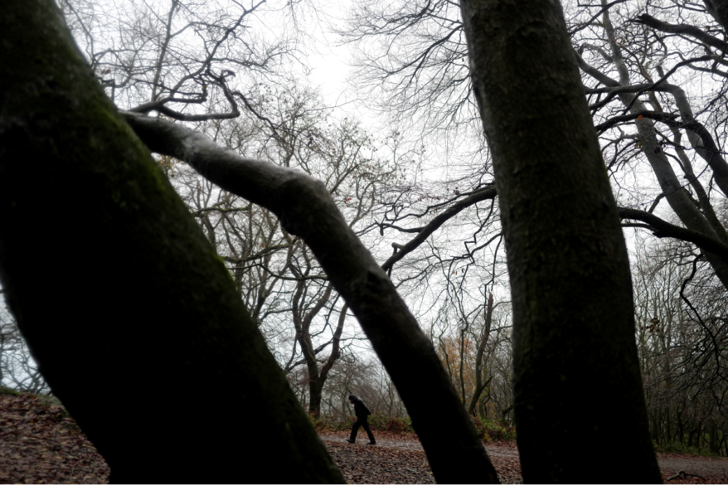 I took a walk in the woods and come out taller than the trees.